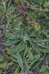 Plantago lagopus