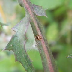 Psyllobora confluens