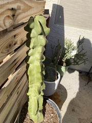 Lophocereus