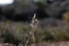 Austrostipa flavescens