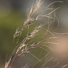 Austrostipa flavescens