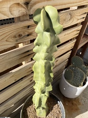 Lophocereus