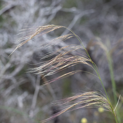 Austrostipa acrociliata