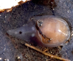 Helobdella
