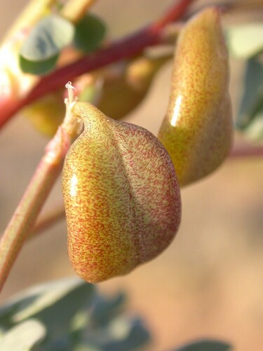cima milkvetch (Astragalus cimae var. cimae)
