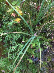 Carex lacustris