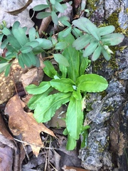 Primula meadia