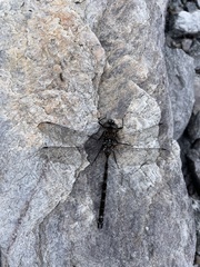 Austroaeschna hardyi