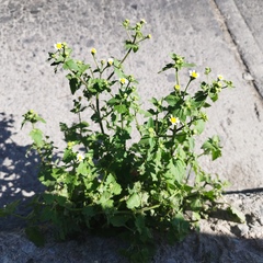 Perityle microglossa