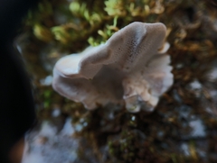 Fuscopostia fragilis