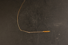 Austrostipa flavescens