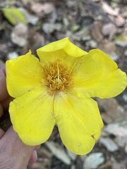 Cochlospermum vitifolium