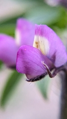 Lupinus arizonicus
