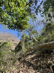 Cochlospermum vitifolium