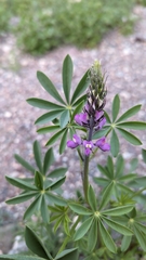 Lupinus arizonicus