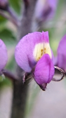 Lupinus arizonicus