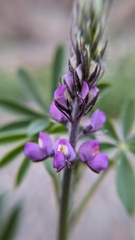 Lupinus arizonicus