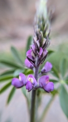 Lupinus arizonicus