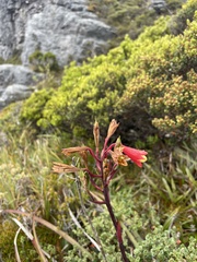 Blandfordia punicea
