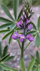 Lupinus arizonicus