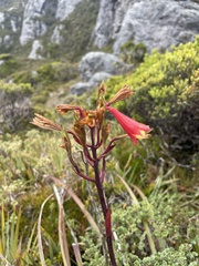 Blandfordia punicea