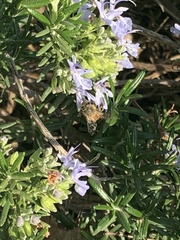 Apis mellifera