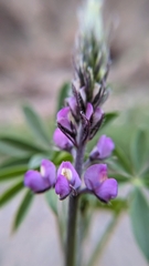 Lupinus arizonicus