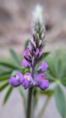 Lupinus arizonicus