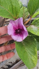 Ipomoea pes-caprae brasiliensis