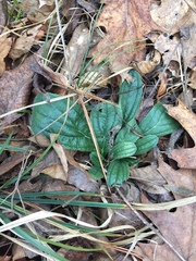 Lithospermum tuberosum
