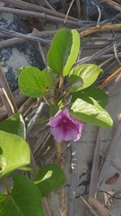 Ipomoea pes-caprae brasiliensis