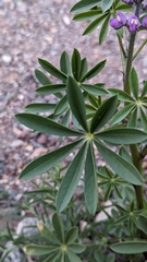 Lupinus arizonicus