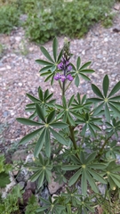 Lupinus arizonicus