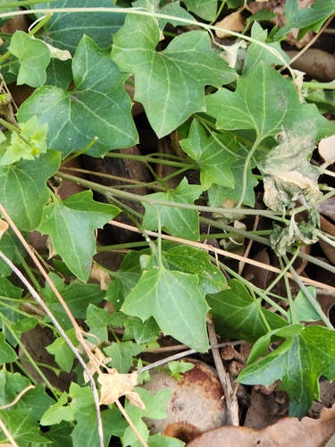 Maurandella antirrhiniflora, photograph 3