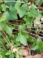 Maurandella antirrhiniflora, photograph Jo Roberts, CC BY, iNaturalist via GBIF