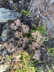 Daucus pusillus