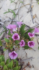 Ipomoea pes-caprae brasiliensis
