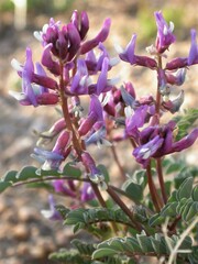 Astragalus cimae cimae