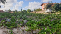 Ipomoea pes-caprae brasiliensis