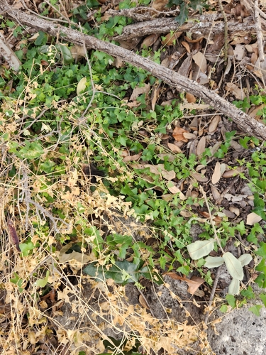 Maurandella antirrhiniflora, photograph 4