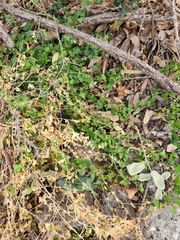 Maurandella antirrhiniflora, photograph Jo Roberts, CC BY, iNaturalist via GBIF