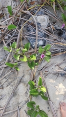 Ipomoea pes-caprae brasiliensis