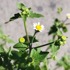 Perityle microglossa