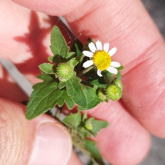 Perityle microglossa