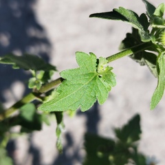 Perityle microglossa