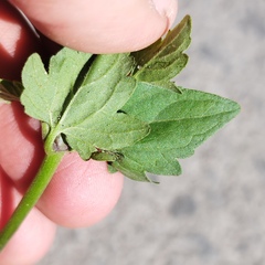 Perityle microglossa