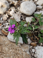 Glandularia tumidula
