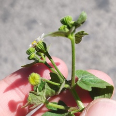 Perityle microglossa