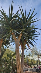 Aloidendron