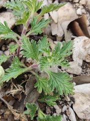 Glandularia tumidula